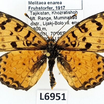 Nymphalidae, Melitaea enarea, female, A1-, Tajikistan