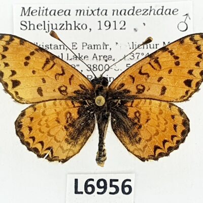 Nymphalidae, Melitaea mixta nadezhdae, male, A1-, Tajikistan