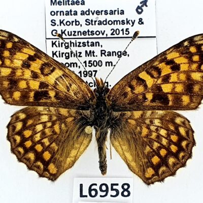 Nymphalidae, Melitaea ornata adversaria, male, A-, Kyrgyzstan