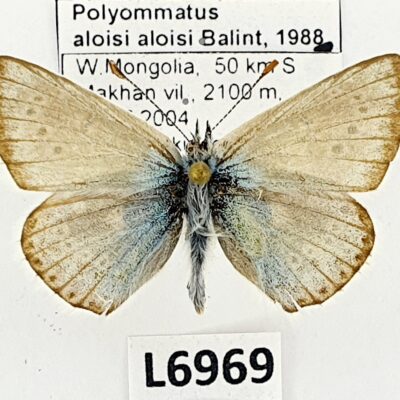 Lycaenidae, Polyommatus aloisi aloisi, male, A2-, Mongolia