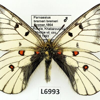 Parnassius bremeri bremeri, male, A1, Russia