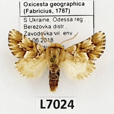 Noctuidae, Oxicesta geographica, male, A1, Ukraine