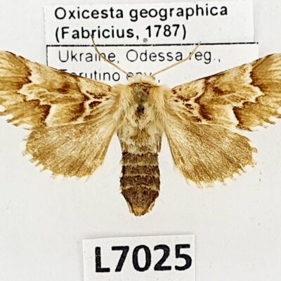 Noctuidae, Oxicesta geographica, female, A1, Ukraine