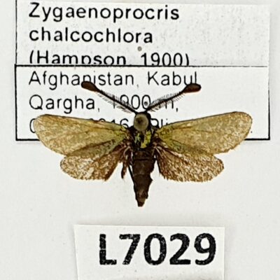 Zygaenidae, Zygaenoprocris chalcochlora, B, Afghanistan