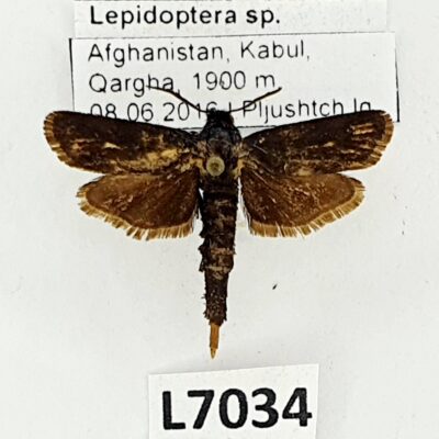 Lepidoptera sp., A1-/A2-, Afghanistan