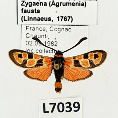 Zygaenidae, Zygaena (Agrumenia) fausta, France