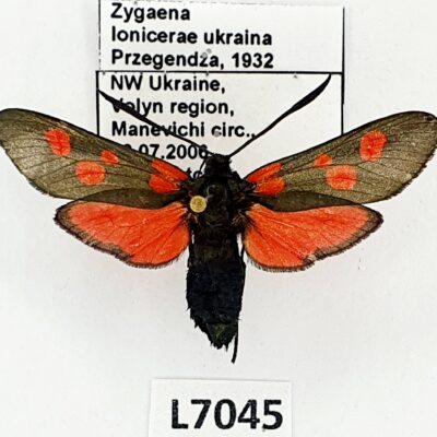 Zygaenidae, Zygaena lonicerae ukraina, A1-, Ukraine