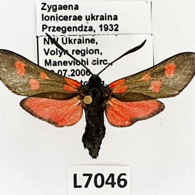 Zygaenidae, Zygaena lonicerae ukraina, A1-, Ukraine
