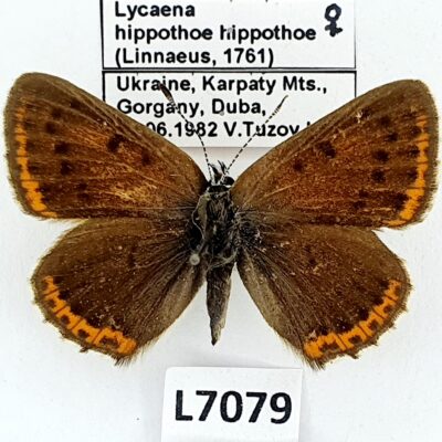 Lycaenidae, Lycaena hippothoe hippothoe, female, A1-, Ukraine