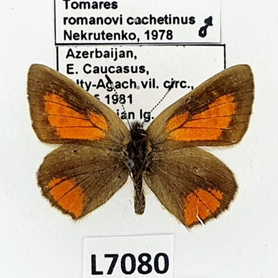 Lycaenidae, Tomares romanovi cachetinus, male, B, Azerbaijan, RARE ssp.
