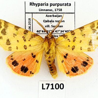 Erebidae, Arctiinae, Rhyparia purpurata, male, B, Azerbaijan