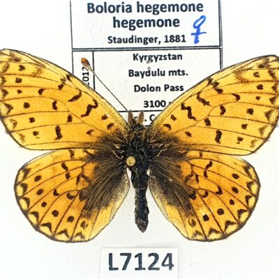 Nymphalidae, Boloria hegemone hegemone, female, A1-, Kyrgyzstan