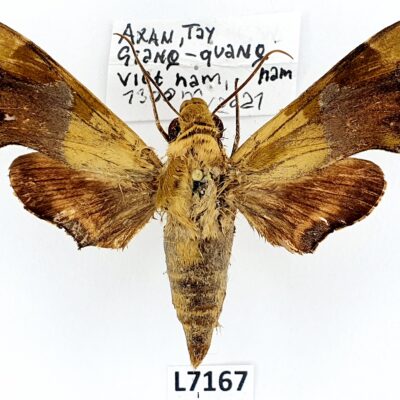 Sphingidae, Angonyx testacea, male, A2-, Vietnam