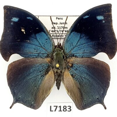 Nymphalidae, Memphis glauce, male, A2-, Peru