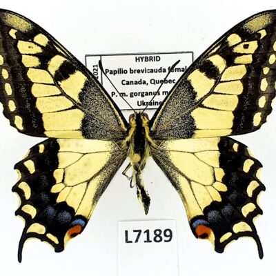 Papilionidae, HYBRID, P.brevicauda & P.m.gorganus, A1, male, yellow form