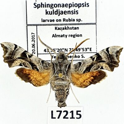 Sphingidae, Sphingonaepiopsis kuldjaensis, male, A1, ex pupa, Kazakhstan