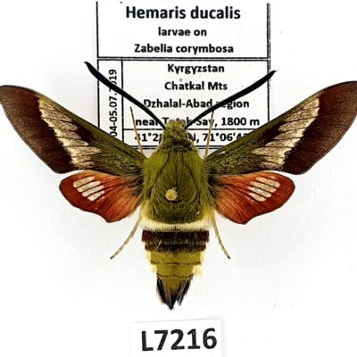 Sphingidae, Hemaris ducalis, male, A1, ex pupa, Kyrgyzstan