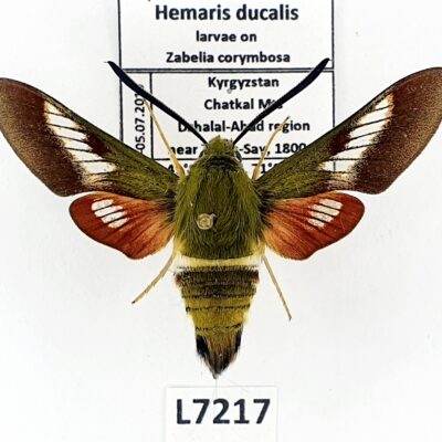 Sphingidae, Hemaris ducalis, male, A1, ex pupa, Kyrgyzstan