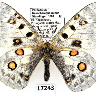 Parnassius tianschanicus minor, female, A-, Kazakhstan, VERY RARE ssp.