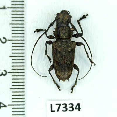 Cerambycidae sp., female, A1, Peru, L7334