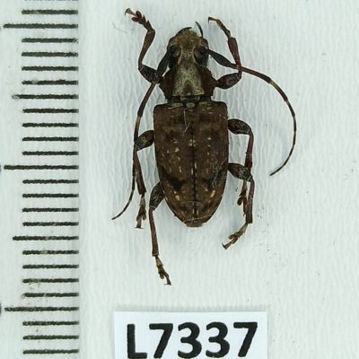 Cerambycidae sp., female, A1, Peru, L7337