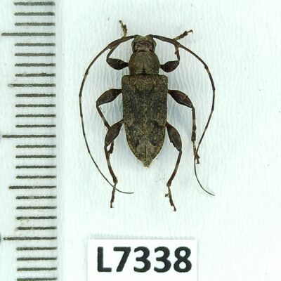 Cerambycidae sp., male, A1, Peru, L7338
