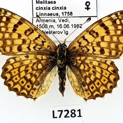 Nymphalidae, Melitaea cinxia cinxia, female, A1-, Armenia