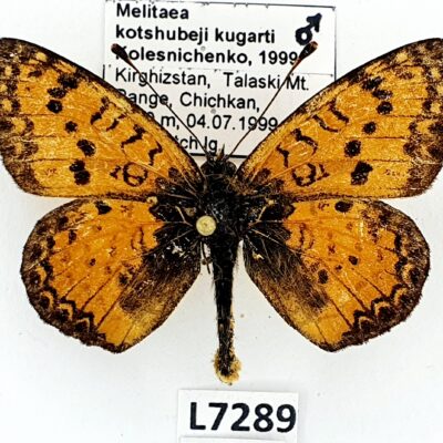 Nymphalidae, Melitaea kotshubeji kugarti, male, A2-, Kyrgyzstan, RARE