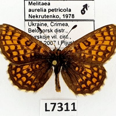 Nymphalidae, Melitaea aurelia petricola, male, A1/A1-, Ukraine