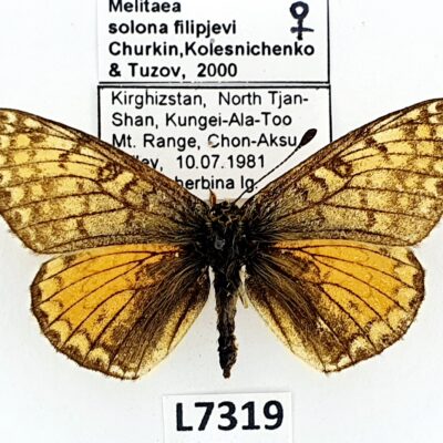 Nymphalidae, Melitaea solona filipjevi, female, A2-, Kyrgyzstan