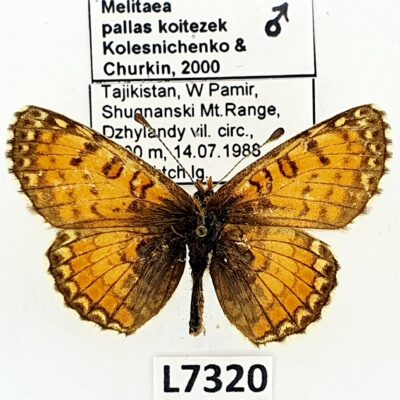 Nymphalidae, Melitaea pallas koitezek, male, A1-, Tajikistan