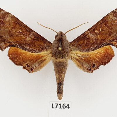 Sphingidae, Barbourion lemaii, male, A2, Vietnam