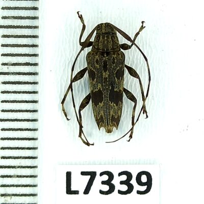 Cerambycidae sp., A1-, Peru, L7339