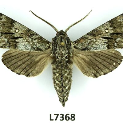 Sphingidae, Dolbina grisea, male, ex pupa, A1, Pakistan, VERY RARE