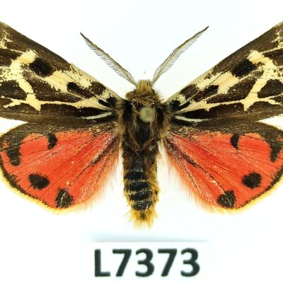 Erebidae, Arctiinae, Palearctia glaphyra naryna, male, ex pupa, A1, Kyrgyzstan