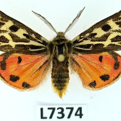 Erebidae, Arctiinae, Palearctia glaphyra naryna, male, ex pupa, A1-, Kyrgyzstan