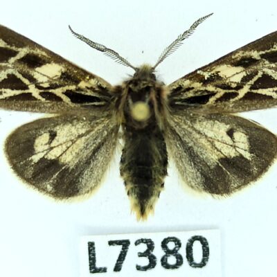 Erebidae, Arctiinae, Palearctia golbecki, male, ex pupa, A1, Kyrgyzstan, RARE
