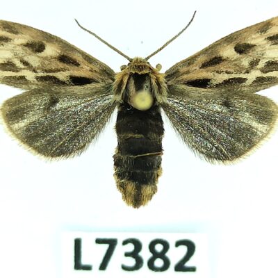 Erebidae, Arctiinae, Palearctia golbecki, female, ex pupa, A1, Kyrgyzstan, RARE