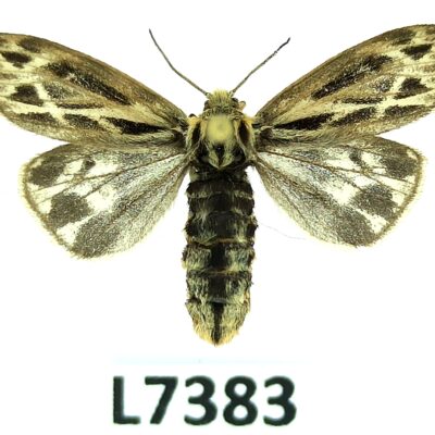 Erebidae, Arctiinae, Palearctia golbecki, female, ex pupa, A1, Kyrgyzstan, RARE