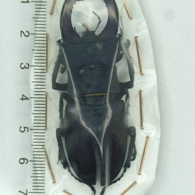 Lucanidae, Lucanus cervus, male, 68 mm, A1, Ukraine