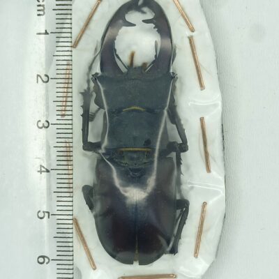 Lucanidae, Lucanus cervus, male, 62 mm, A1, Ukraine