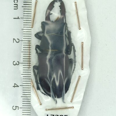 Lucanidae, Lucanus cervus, male, 44 mm, A1, Ukraine