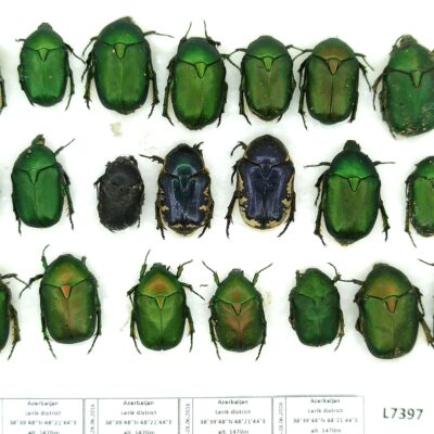 Scarabaeidae, Cetoniini MIX, 21 ex., A1/A1-, Azerbaijan