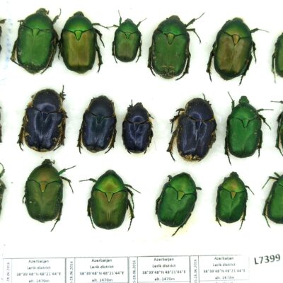 Scarabaeidae, Cetoniini MIX, 20 ex., A1/A1-, Azerbaijan