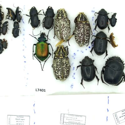 Coleoptera MIX, 20 ex., A1/A1-, Azerbaijan