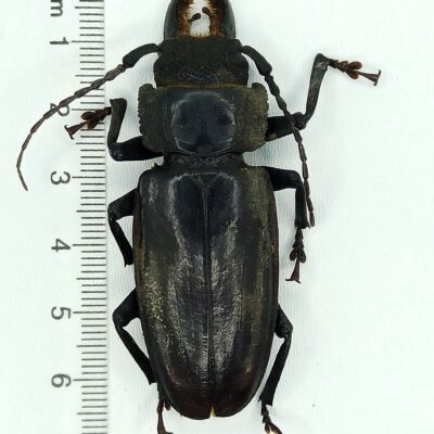 Cerambycidae, Mallodon baiulus, male, A1, Peru