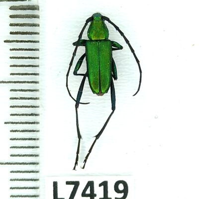 Cerambycidae sp., female, A1, Peru, L7419