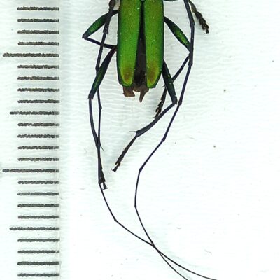 Cerambycidae sp., male, A1, Peru, L7421