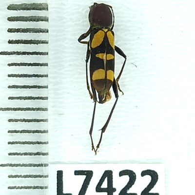 Cerambycidae, Pirangoclytus laetus, A1-, Peru