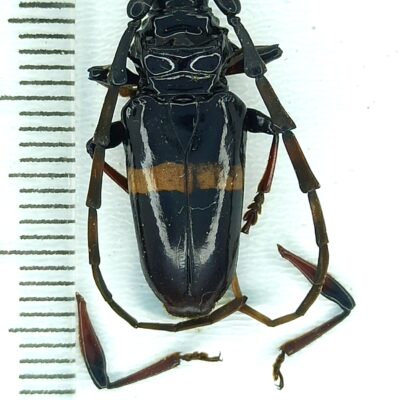 Cerambycidae, Trachyderes succinctus, female, A2, Peru